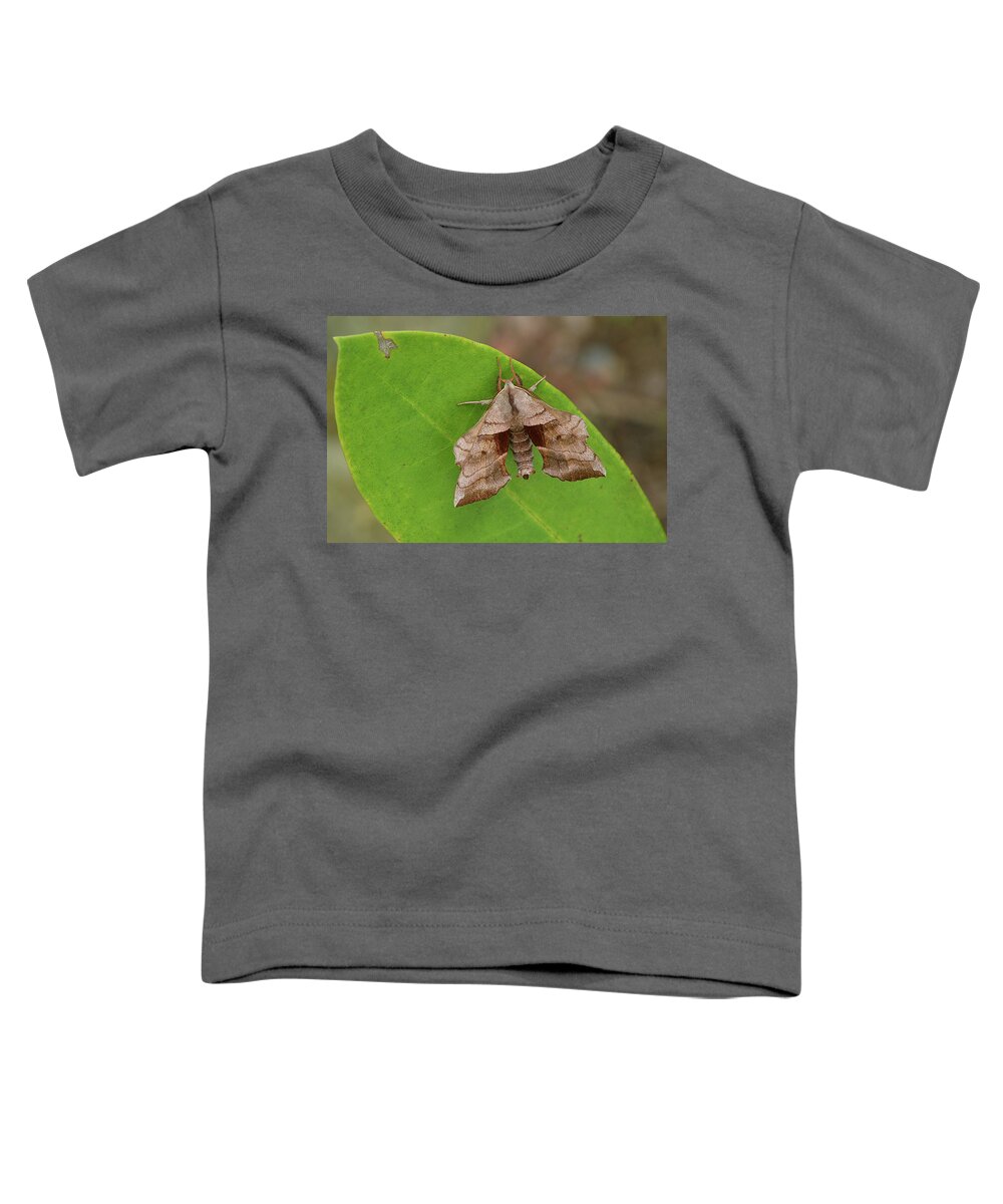 Insect Toddler T-Shirt featuring the photograph Walnut Sphinx Moth by Alan Lenk