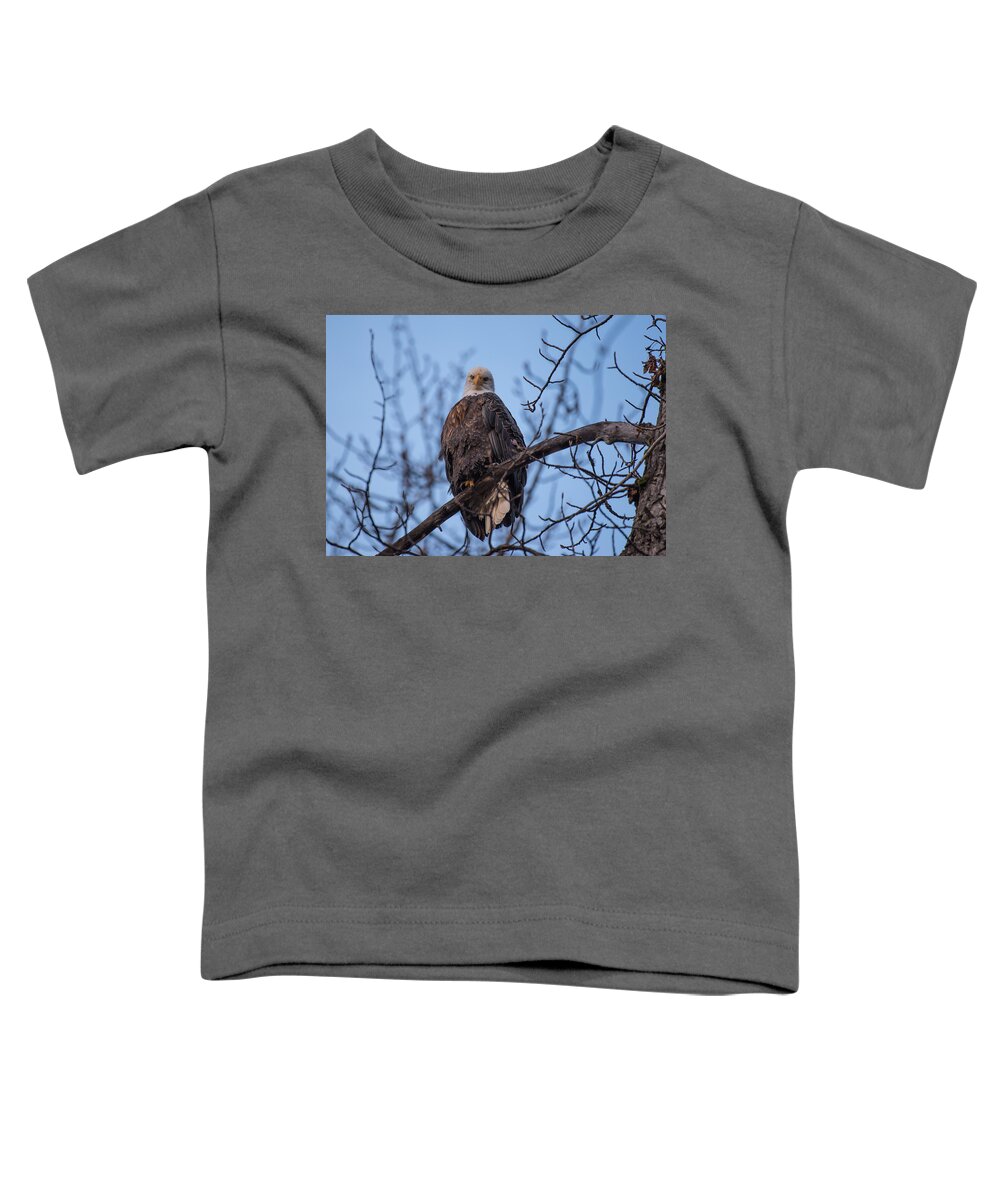 Bald Eagle Toddler T-Shirt featuring the photograph Watching by David Kirby