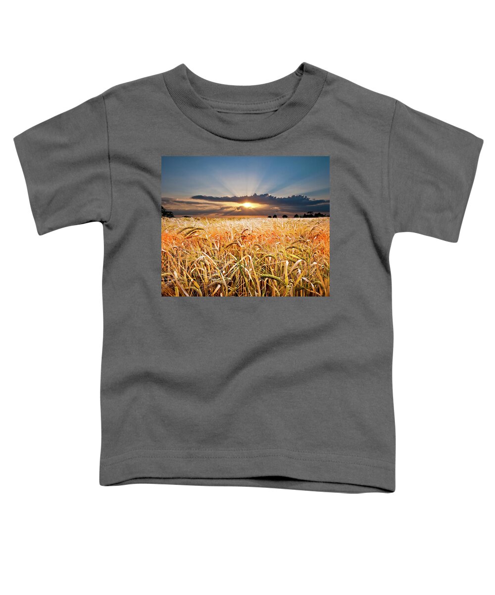 Wheat Toddler T-Shirt featuring the photograph Wheat At Sunset by Meirion Matthias