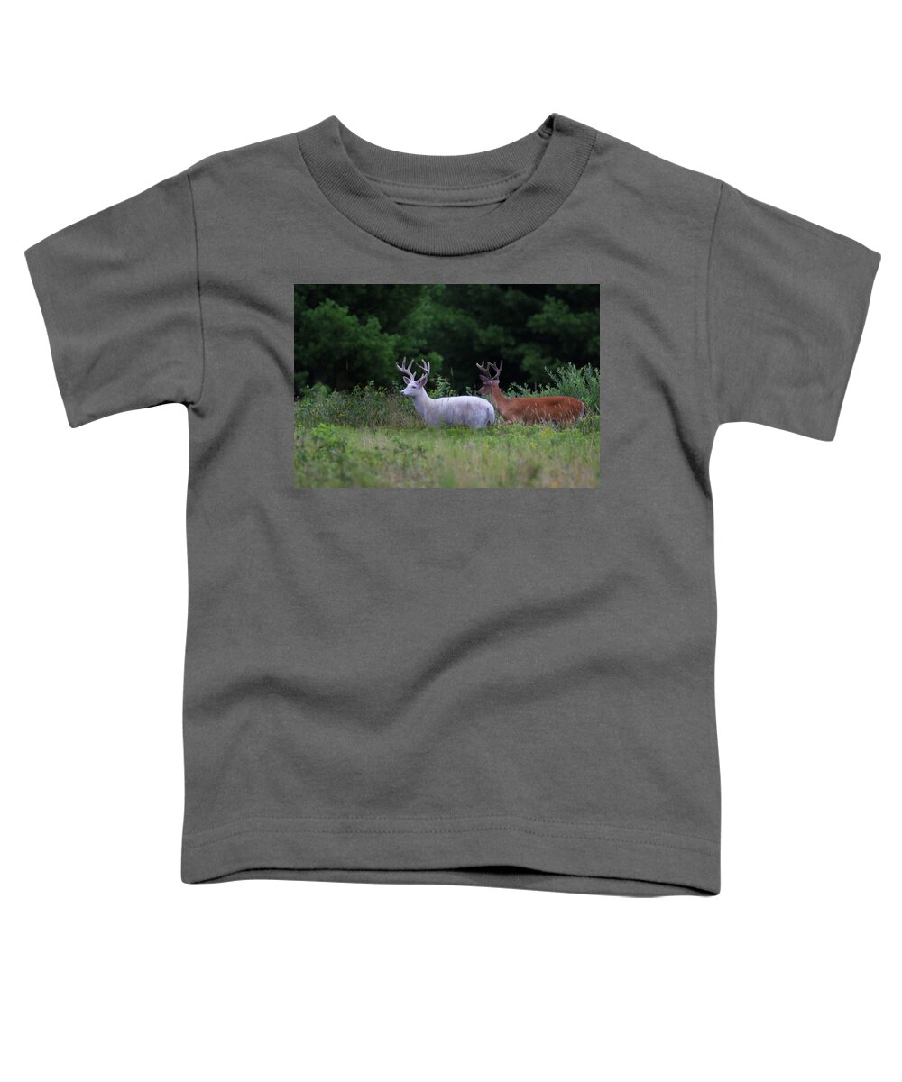 Deer Toddler T-Shirt featuring the photograph White and Brown Bucks by Brook Burling