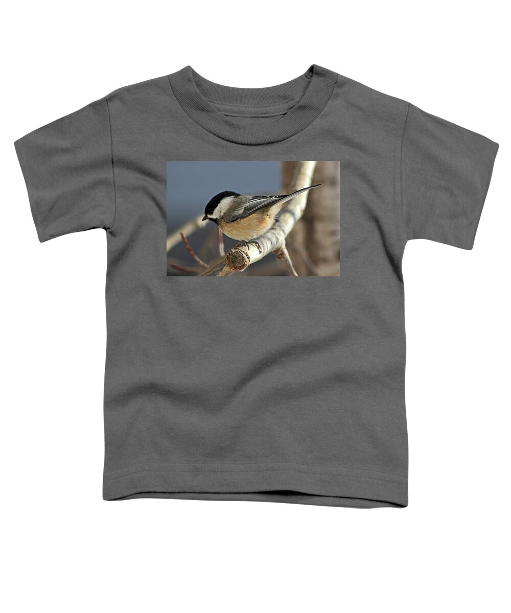 Birds Toddler T-Shirt featuring the photograph Chickadee in Winter by Ira Marcus