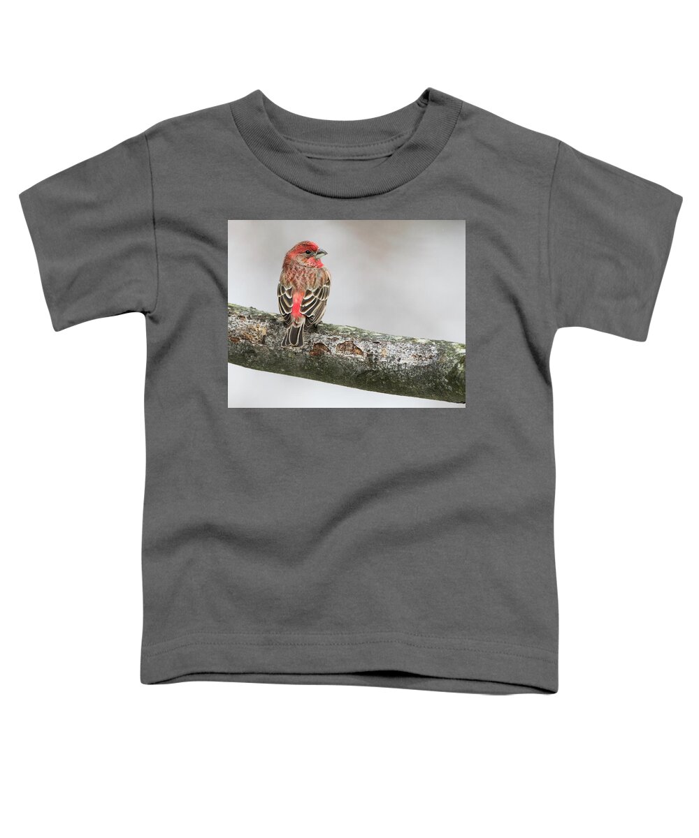 Bird Toddler T-Shirt featuring the photograph Winter Glance by Art Cole