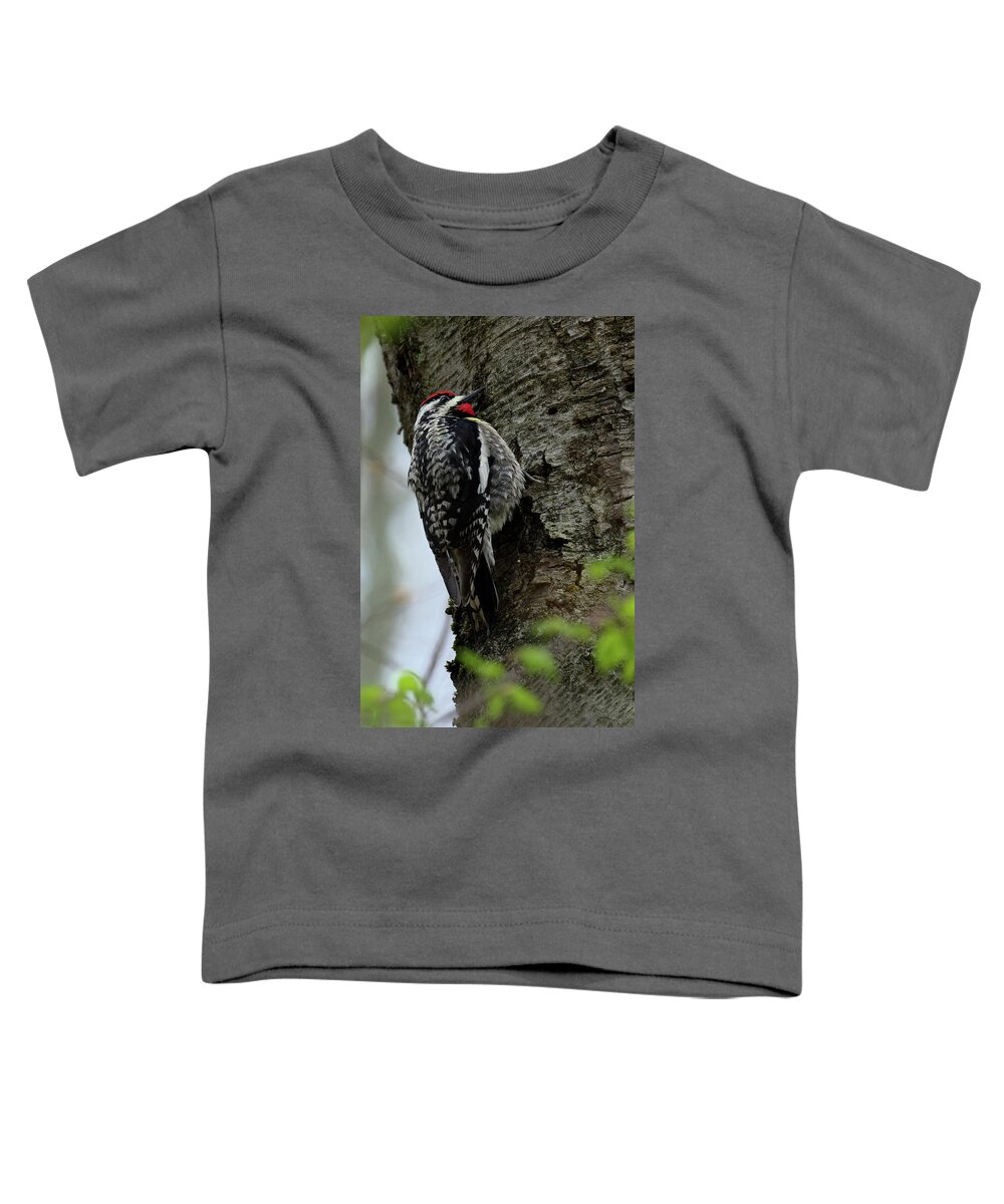 Woodpecker Toddler T-Shirt featuring the photograph Yellow bellied Sapsucker 2017 by Bill Wakeley