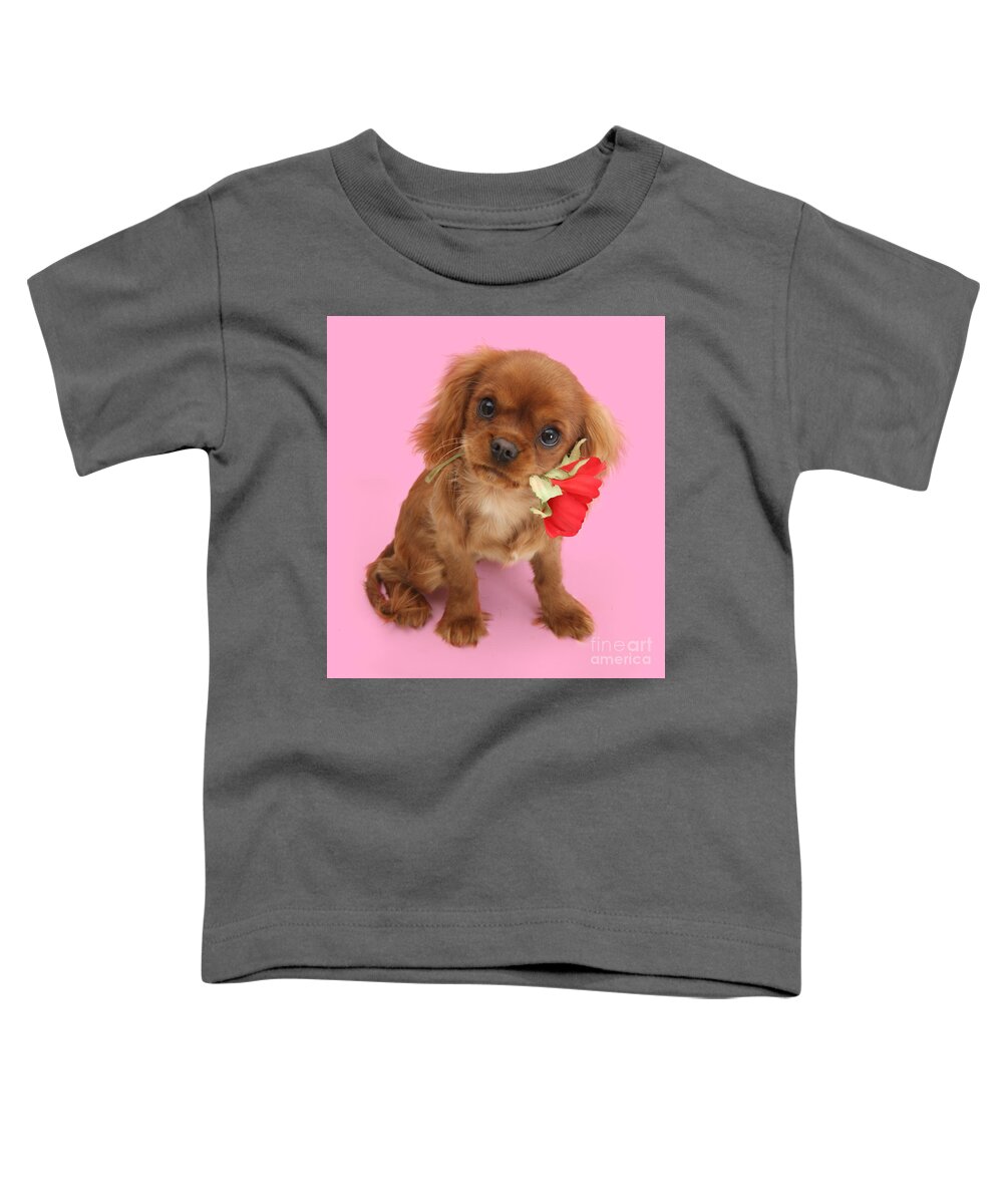 Ruby Cavalier King Charles Spaniel Toddler T-Shirt featuring the photograph You are My Sweetheart by Warren Photographic