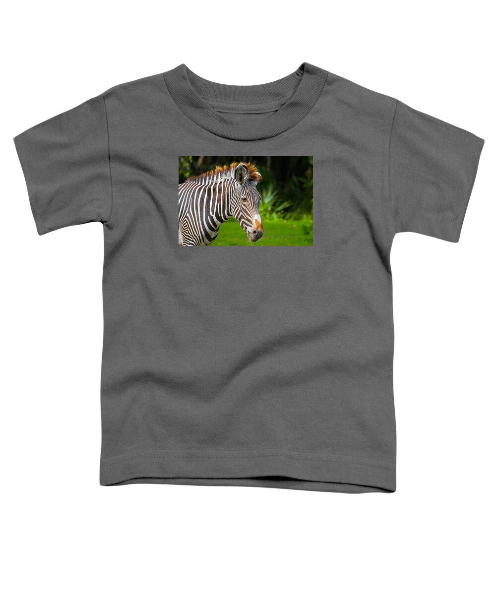 Zebra Toddler T-Shirt featuring the photograph Zebra by Dart Humeston