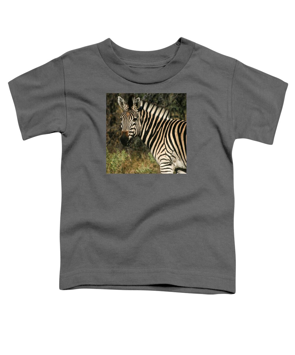 Zebra Toddler T-Shirt featuring the photograph Zebra Watching Sq by Karen Zuk Rosenblatt