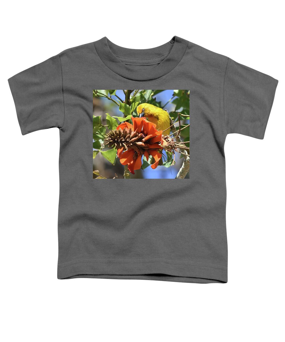 Weaver Toddler T-Shirt featuring the photograph Cape Weaver #1 by Ben Foster