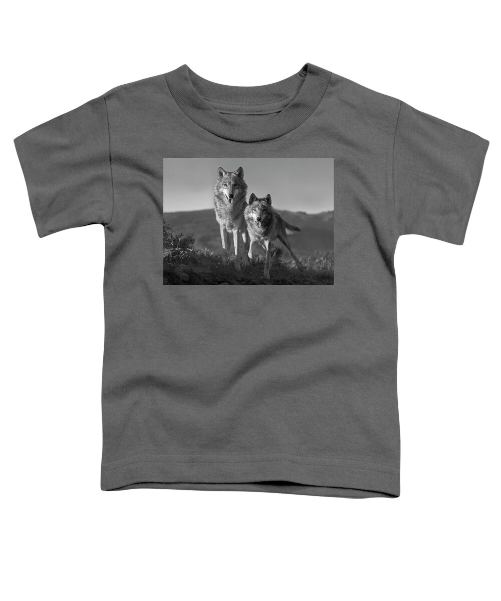Disk1215 Toddler T-Shirt featuring the photograph Gray Wolves On The Lookout #1 by Tim Fitzharris