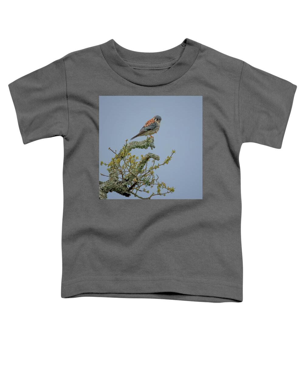 Falcon Toddler T-Shirt featuring the photograph American Kestrel by JASawyer Imaging