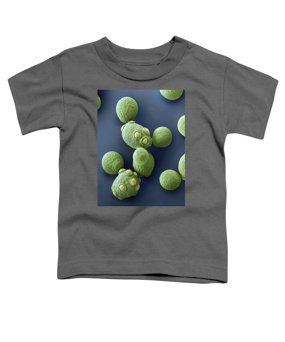 Alcoholic Fermentation Toddler T-Shirt featuring the photograph Bakers Yeast, Saccharomyces Cerevisiae by Oliver Meckes EYE OF SCIENCE