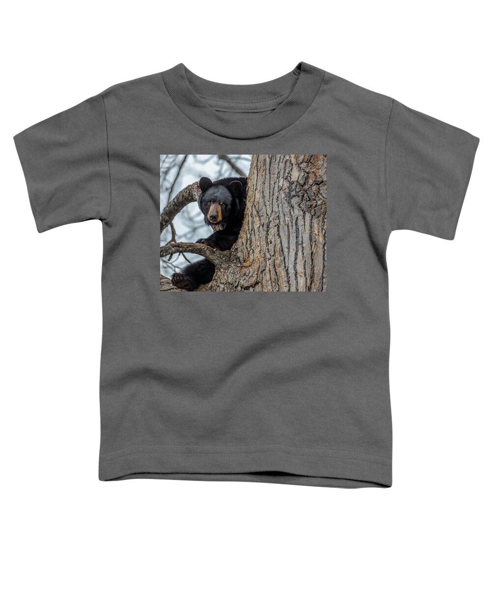Sam Amato Photography Toddler T-Shirt featuring the photograph Black Bear in a Cottonwood Tree by Sam Amato