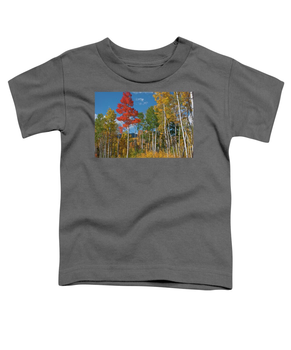Aspen Toddler T-Shirt featuring the photograph Brilliant Red Aspen by Cascade Colors