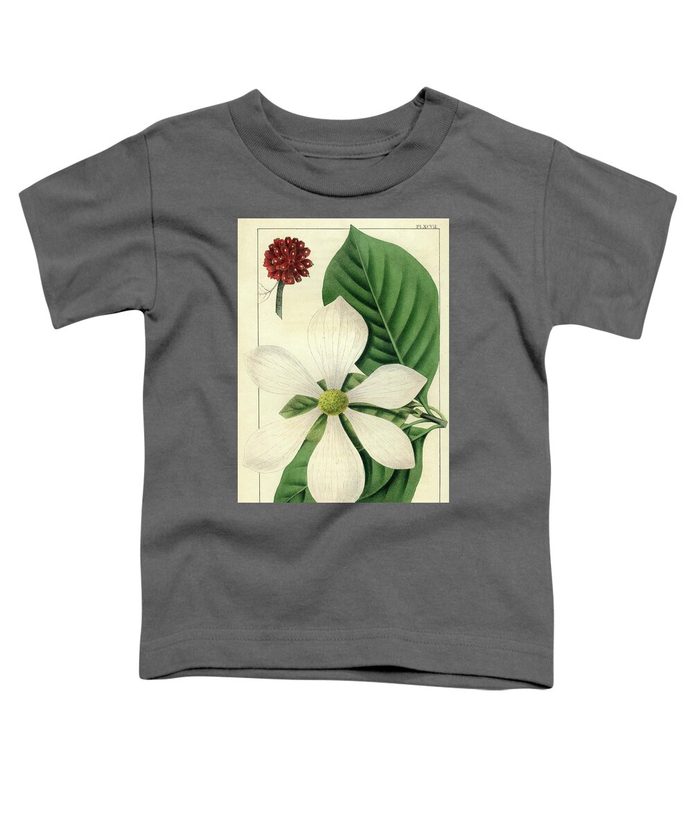 Pacific Dogwood Toddler T-Shirt featuring the drawing Cornus Nuttallii by Unknown