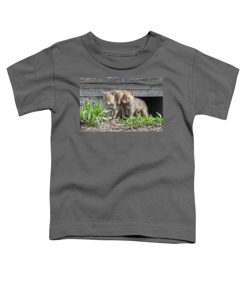 Coyote Toddler T-Shirt featuring the photograph Coyote Pups by Ronnie And Frances Howard
