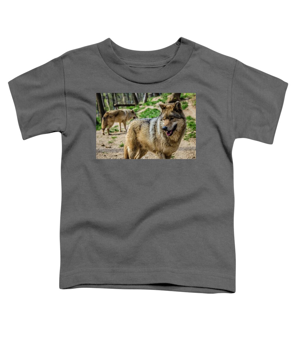 2015 Toddler T-Shirt featuring the photograph Eurasian wolf by Tito Slack