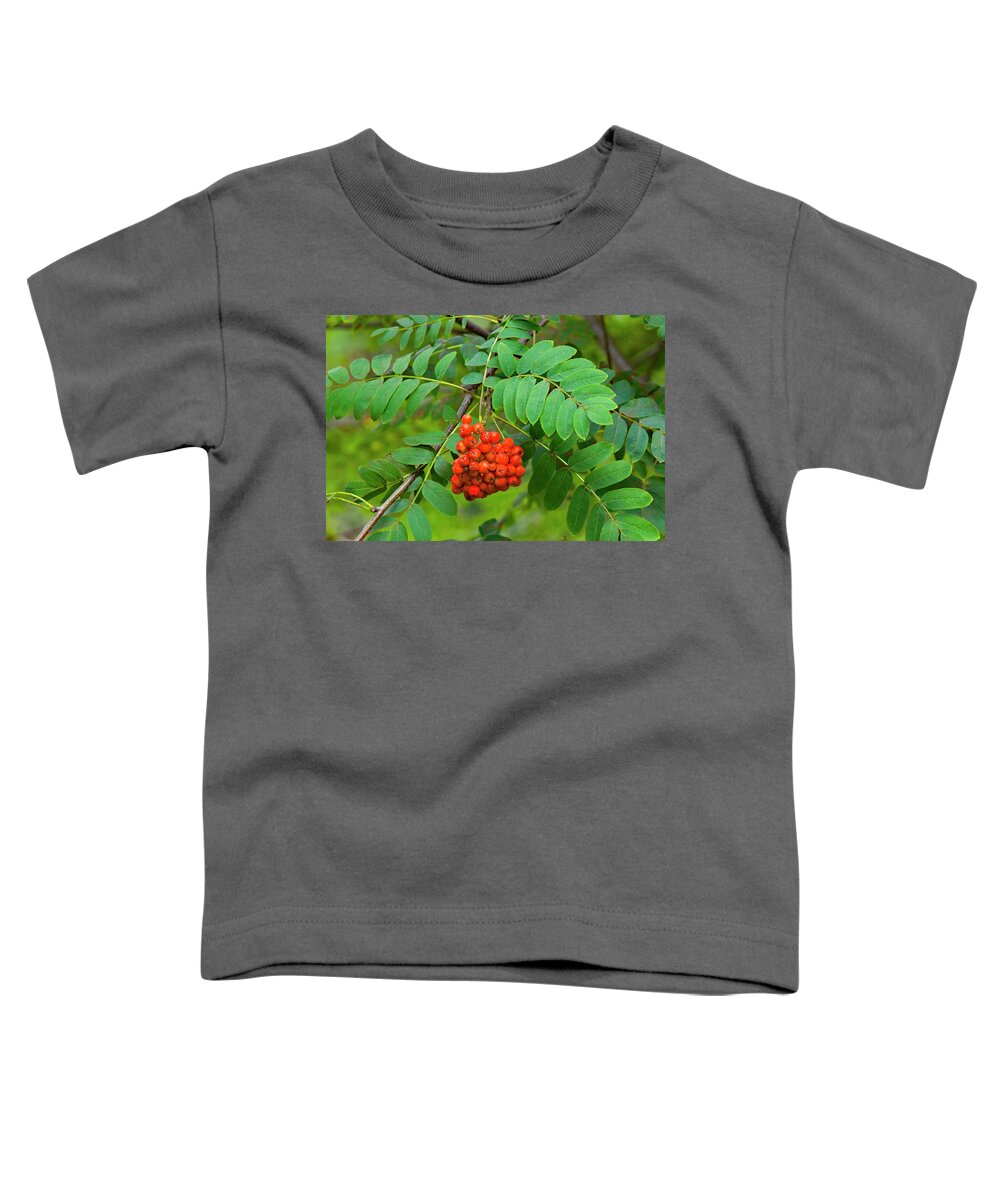 Allegheny Plateau Toddler T-Shirt featuring the photograph European Mountain Ash by Michael Gadomski