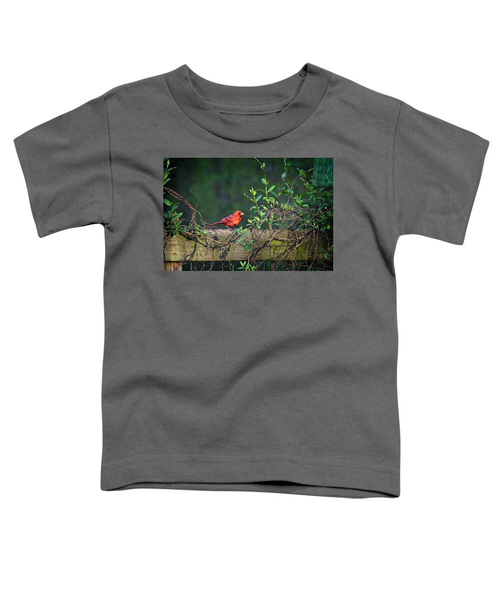 Wildlife Toddler T-Shirt featuring the photograph Framed Cardinal by John Benedict