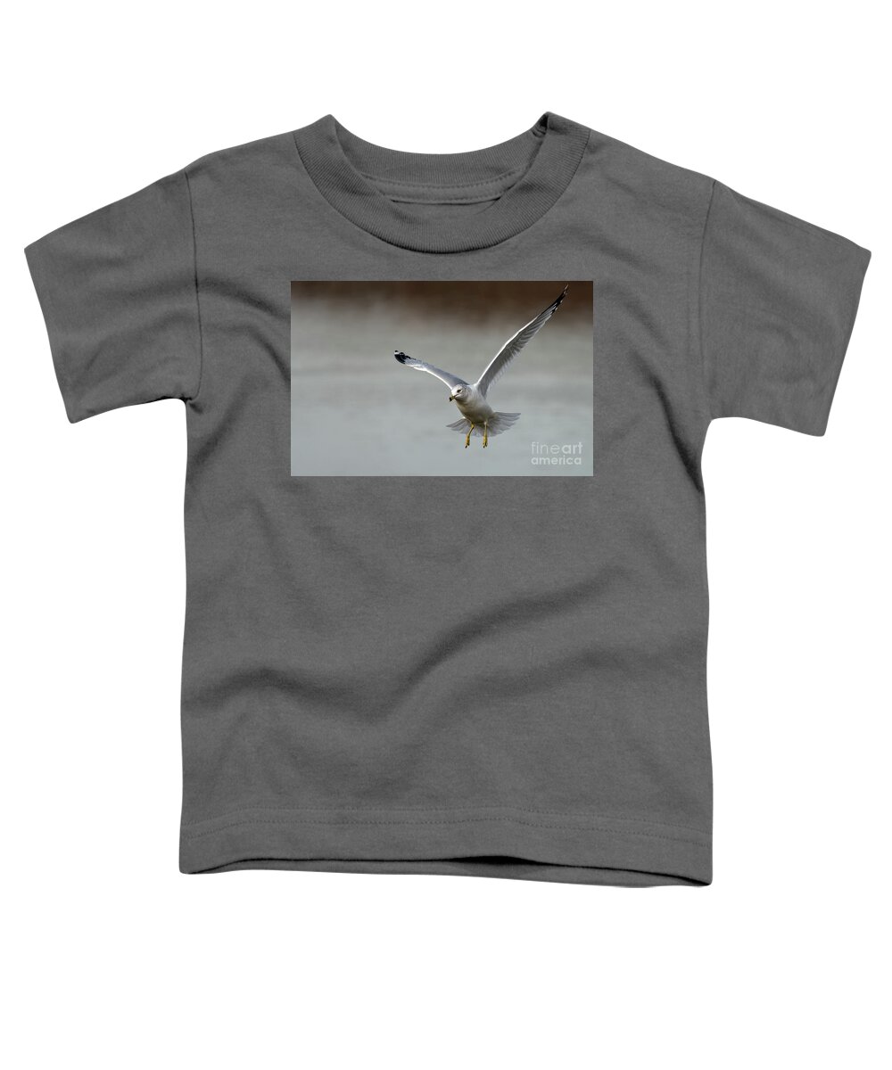 Ring Billed Gull Toddler T-Shirt featuring the photograph Frozen in time by Sam Rino