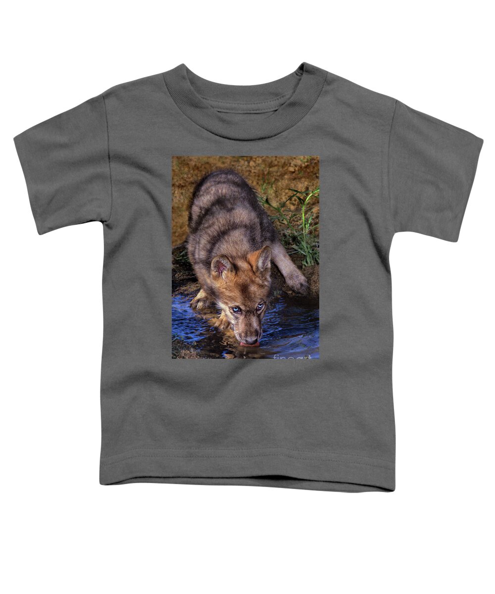 Gray Wolf Toddler T-Shirt featuring the photograph Gray Wolf Pup Endangered Species Wildlife Rescue by Dave Welling