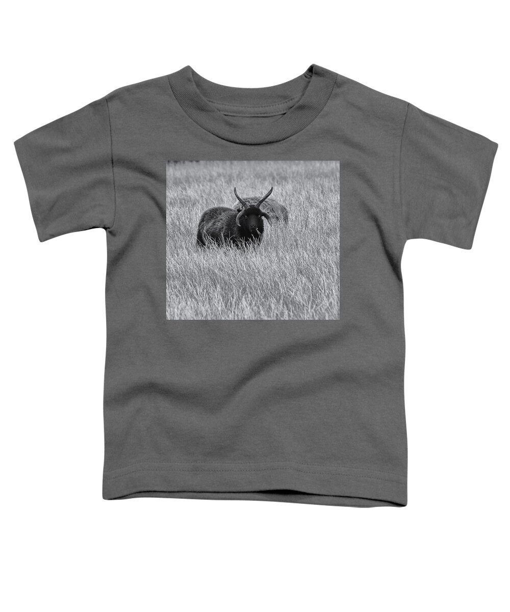 Sheep Toddler T-Shirt featuring the photograph Hebridean Sheep Monochrome by Jeff Townsend