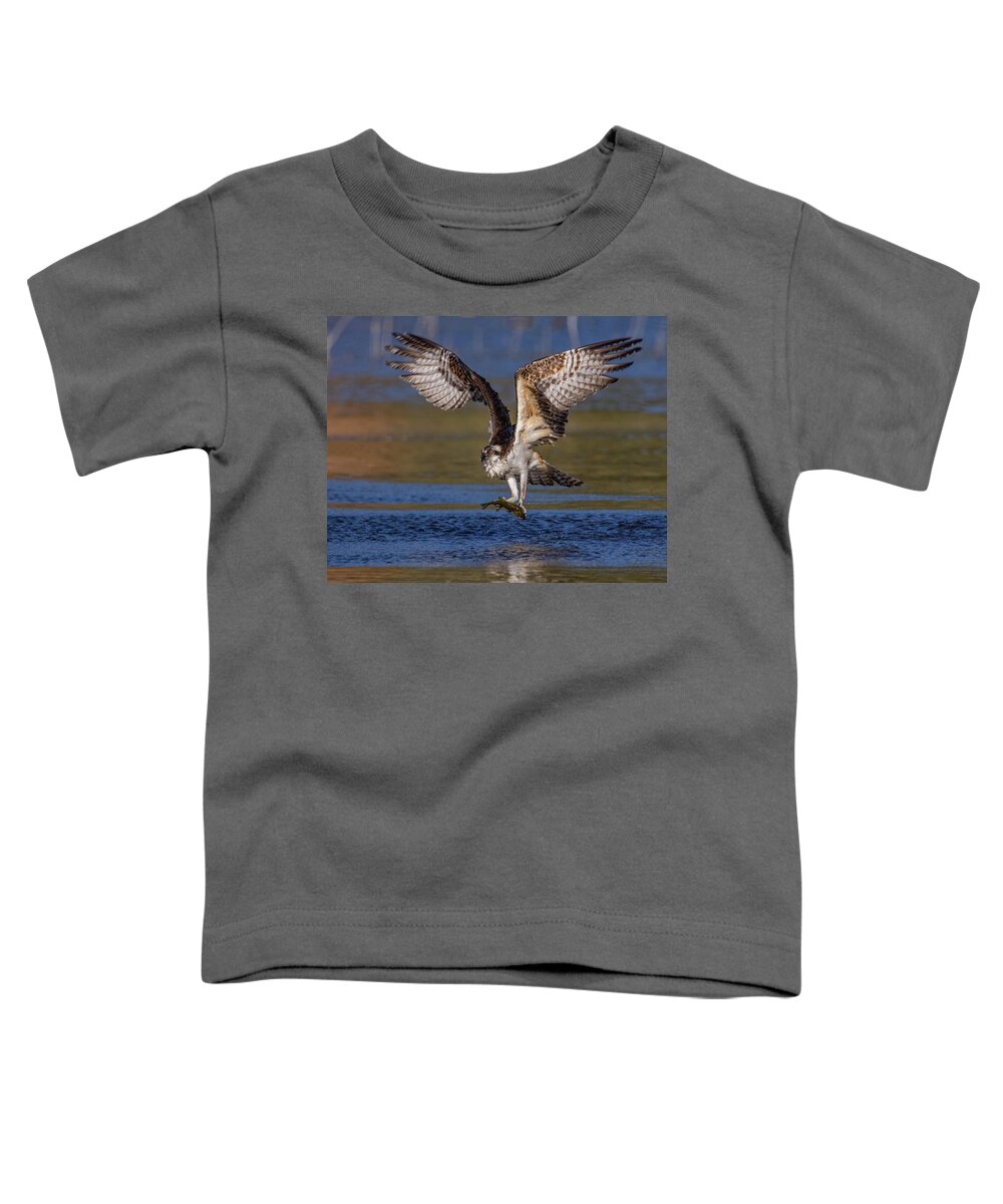 Osprey Toddler T-Shirt featuring the photograph Hunting Osprey by Beth Sargent