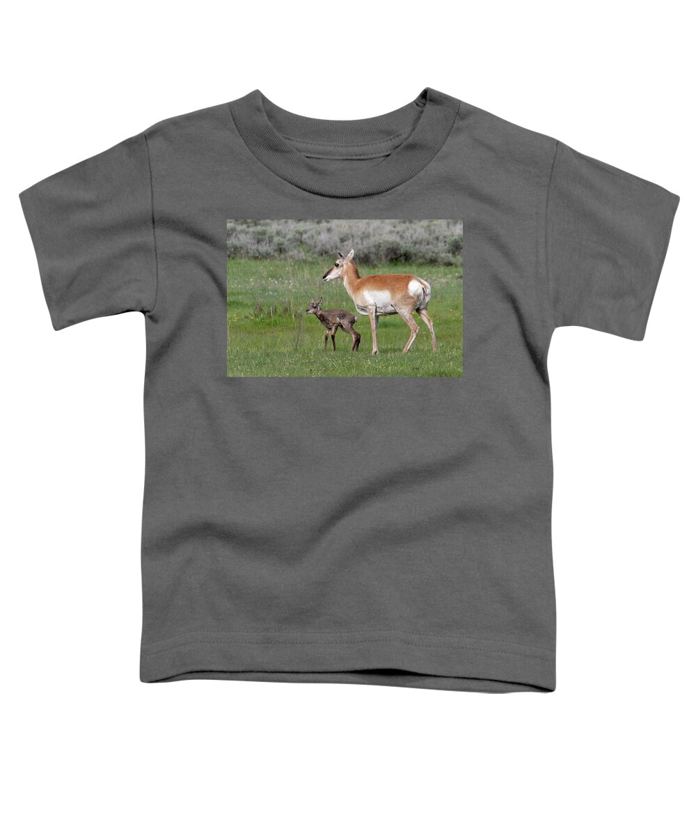 Pronghorn Toddler T-Shirt featuring the photograph I can stand by Ronnie And Frances Howard