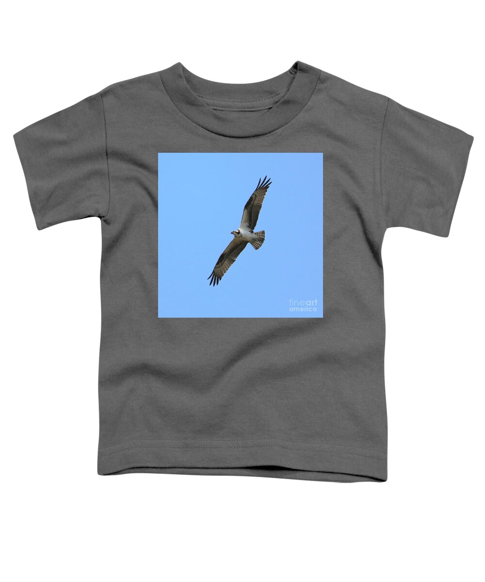 Osprey Toddler T-Shirt featuring the photograph Intense Osprey in Flight Square Format by Carol Groenen