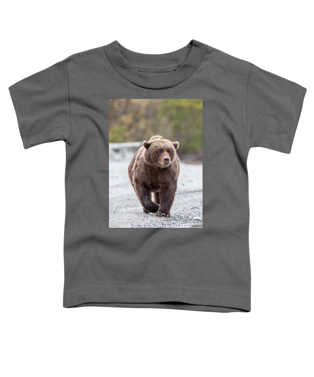 Alaska Toddler T-Shirt featuring the photograph Focused Walk by Kevin Dietrich