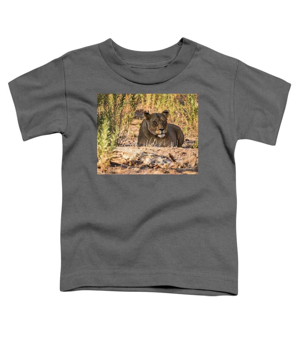 Lion Toddler T-Shirt featuring the photograph Lioness in Hobatere, Namibia by Lyl Dil Creations