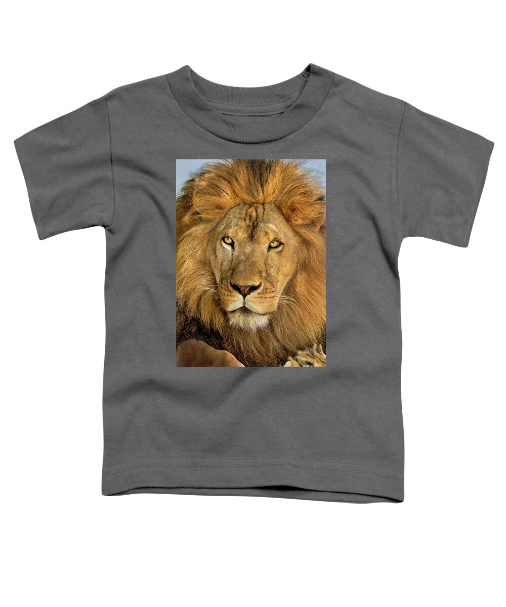 Dave Welling Toddler T-Shirt featuring the photograph Male African Lion Portrait Wildlife Rescue by Dave Welling