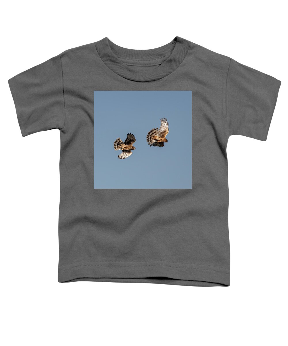 Harrier Toddler T-Shirt featuring the photograph Northern Harriers 7 by Douglas Killourie