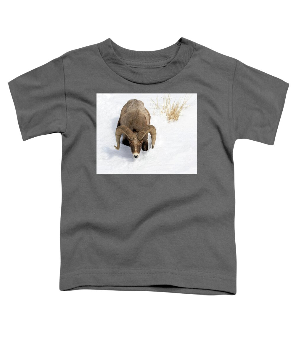 Big Horn Toddler T-Shirt featuring the photograph Ready to Rumble by Art Cole