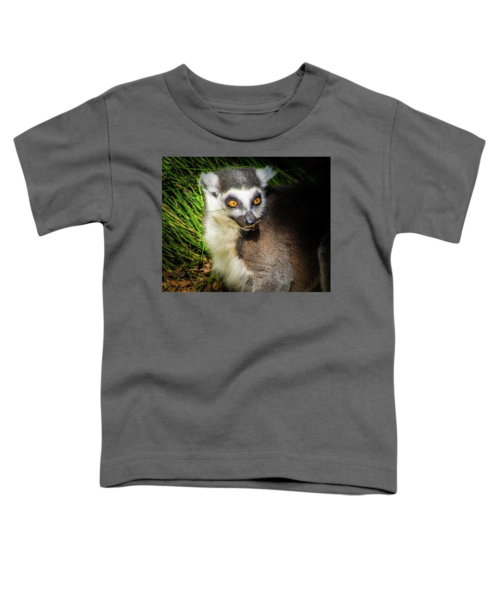 Madagascar Toddler T-Shirt featuring the photograph Ring-Tailed Lemur by Donald Pash