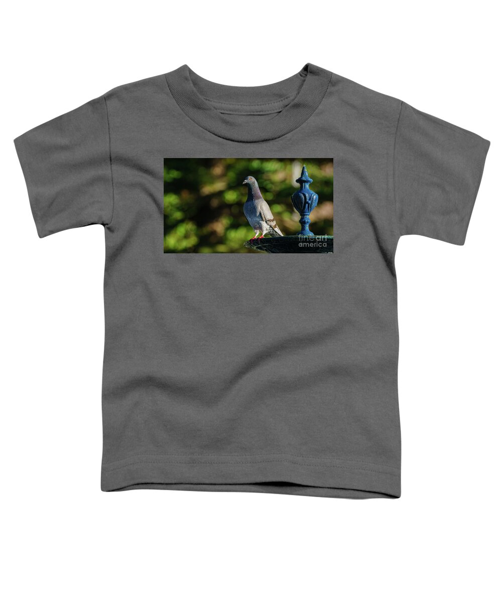 Feather Toddler T-Shirt featuring the photograph Rock Pigeon at Genoves Park Fountain Cadiz by Pablo Avanzini