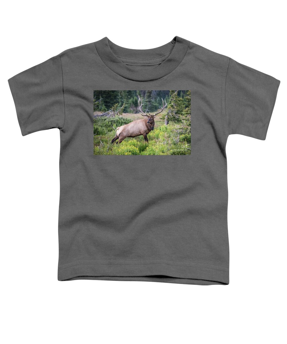 Elk Toddler T-Shirt featuring the photograph Royal Elk by Melissa Lipton