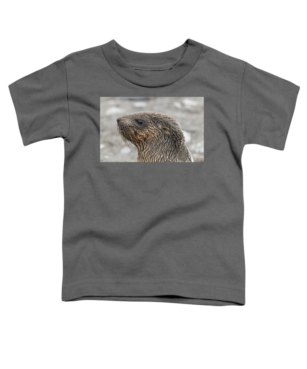 Seal Toddler T-Shirt featuring the photograph Seal of Approval by Alex Lapidus