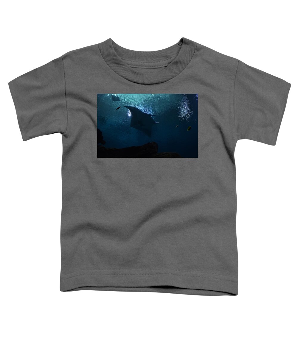 Stingray And Fish Toddler T-Shirt featuring the photograph Stingray and Fish by Warren Thompson