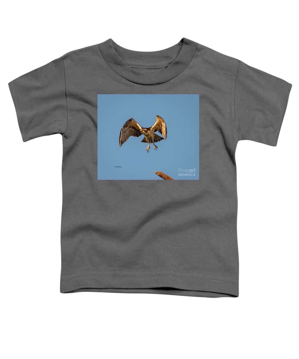 Osprey Toddler T-Shirt featuring the photograph Time To Fly by DB Hayes
