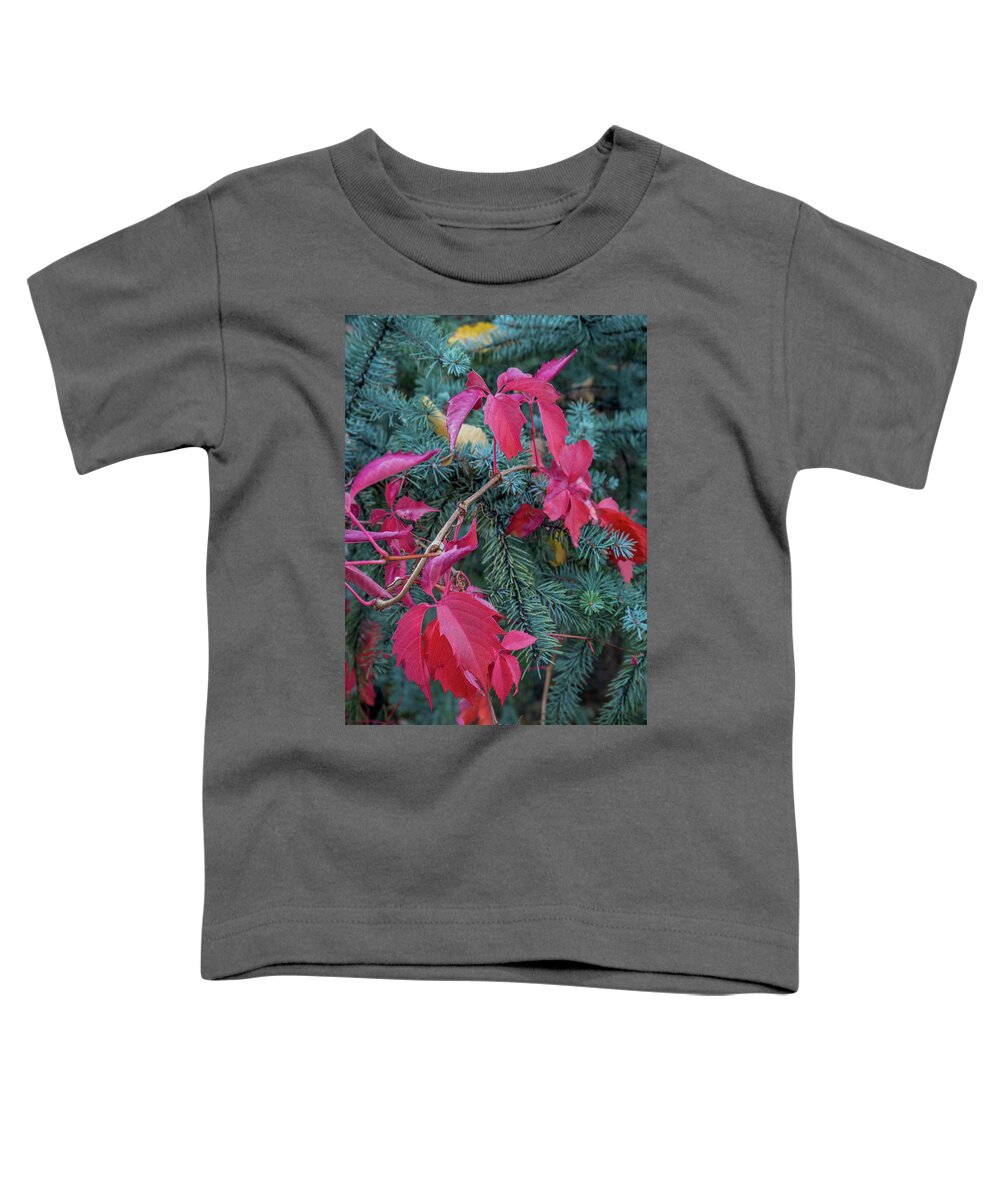 Fall Colors Toddler T-Shirt featuring the photograph Tri-Colored by Aaron Burrows