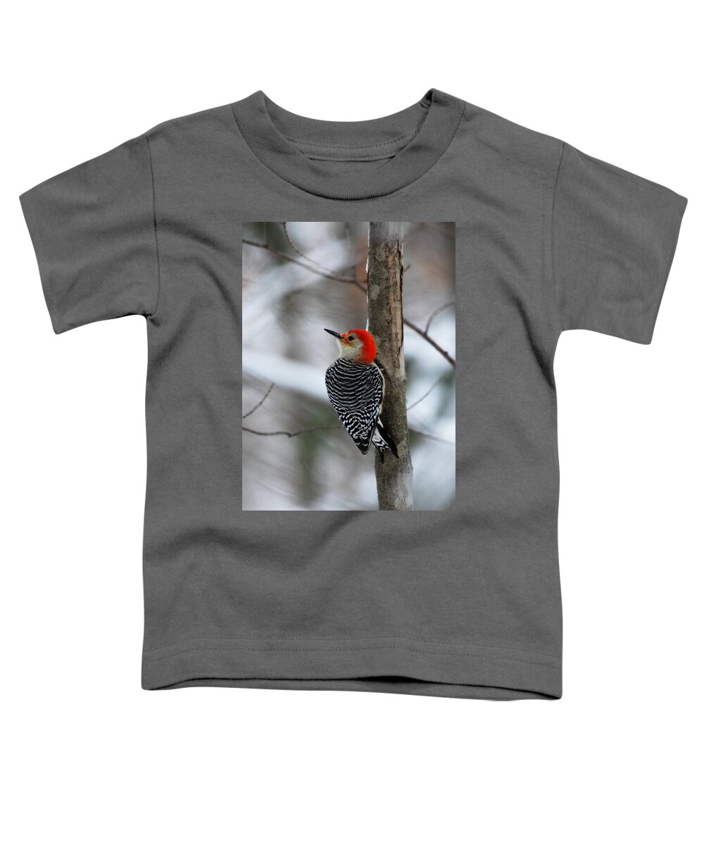 Red Bellied Woodpecker Toddler T-Shirt featuring the photograph Winter Visitor by Sonja Jones