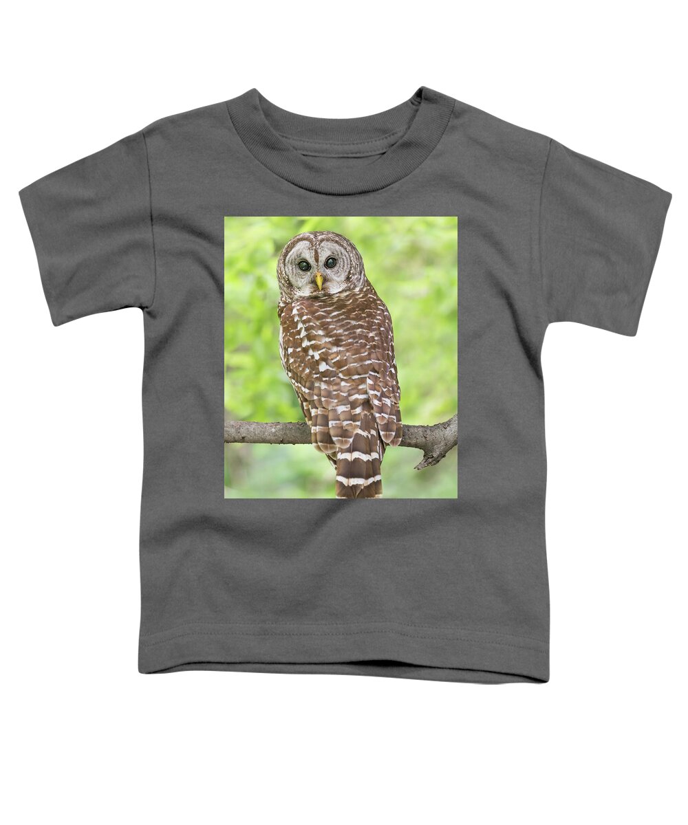 Male Barred Owl Toddler T-Shirt featuring the photograph Portrait of a Male Barred owl by Puttaswamy Ravishankar
