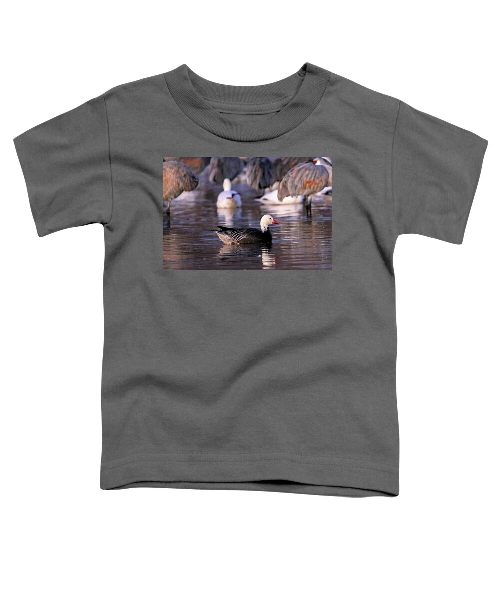 Goose Toddler T-Shirt featuring the photograph Blue Phase Snow Goose #1 by Robert Harris