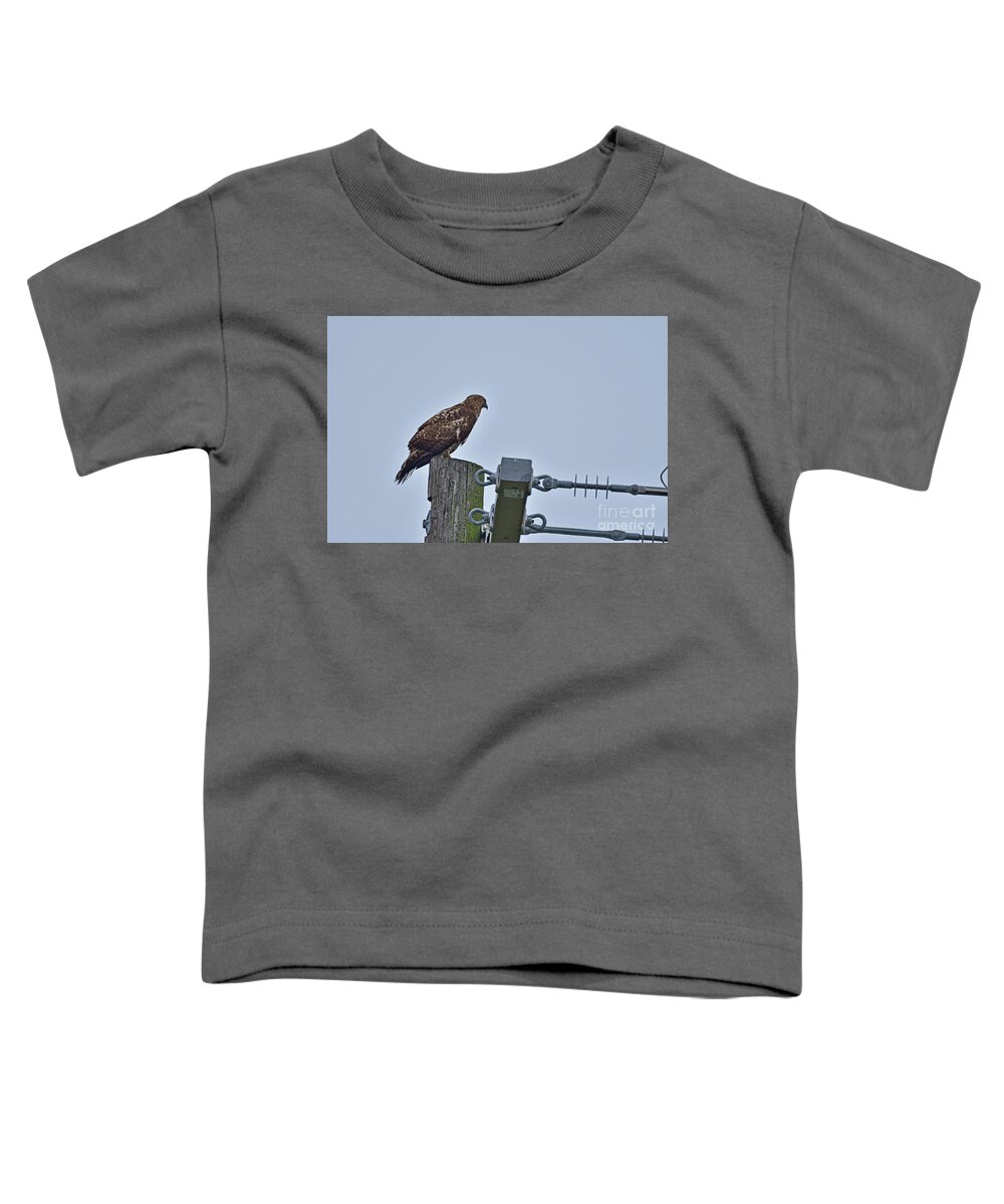 Accipiter Cooperii Toddler T-Shirt featuring the photograph Cooper's Hawk #1 by Amazing Action Photo Video