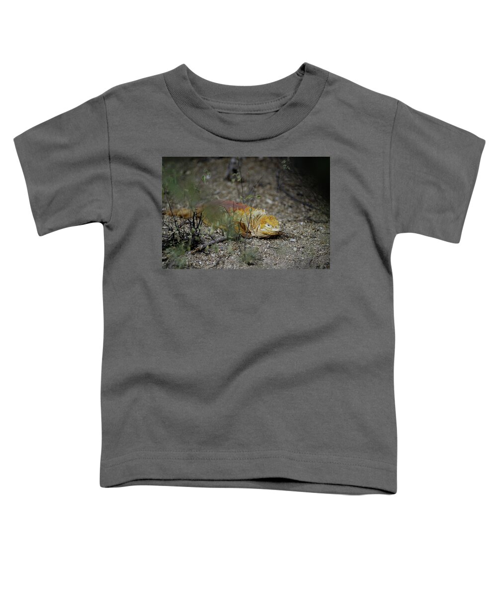 Republic Of Ecuador Toddler T-Shirt featuring the photograph Galapagos land iguana, Conolophus subcristatus, Urbina Bay, Isabela Island, Galapagos Islands, Ecuador #1 by Kevin Oke