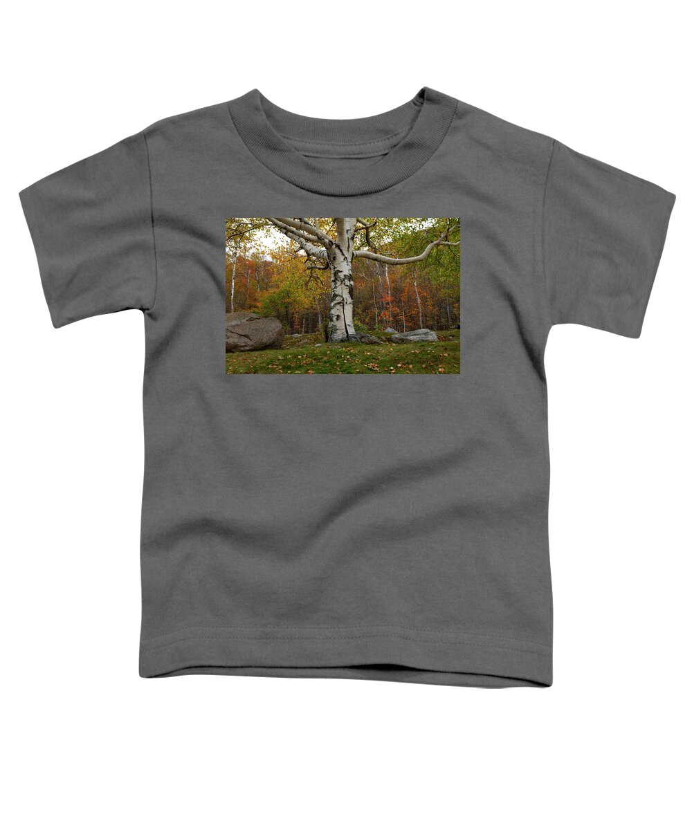 Fall Toddler T-Shirt featuring the photograph Old White Birch #1 by Betty Pauwels