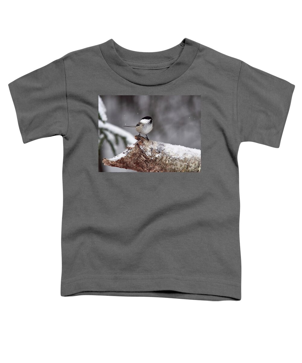Finland Toddler T-Shirt featuring the photograph Standing in the snow. Willow tit #1 by Jouko Lehto