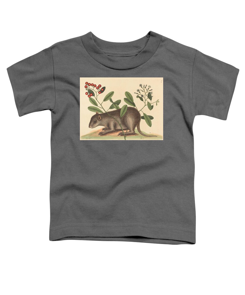 Mark Catesby Toddler T-Shirt featuring the drawing The Bahama Coney, Mus Monax #2 by Mark Catesby
