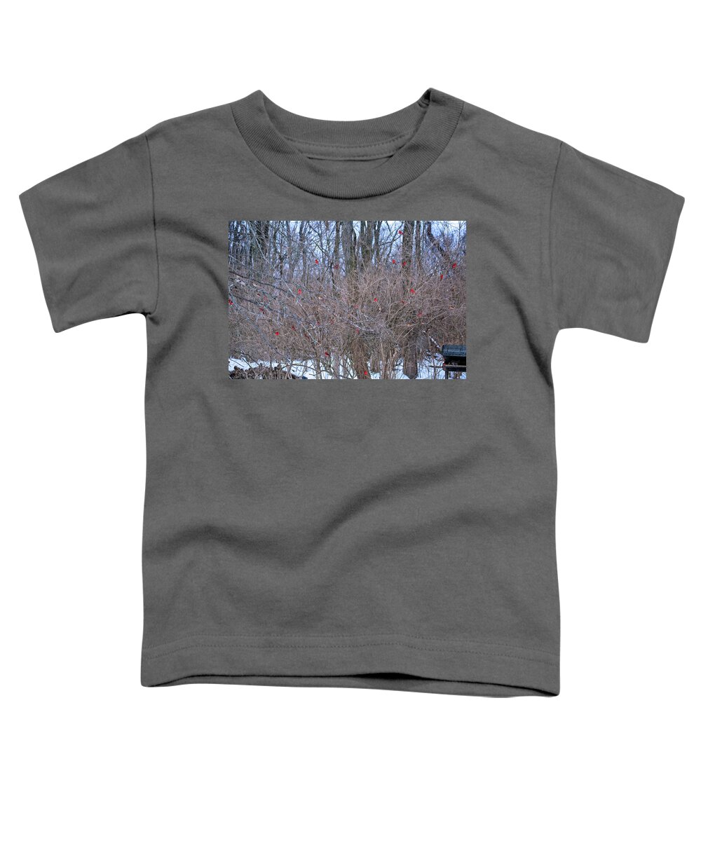 Cardinals Toddler T-Shirt featuring the photograph Cardinals Galore #40 by PJQandFriends Photography