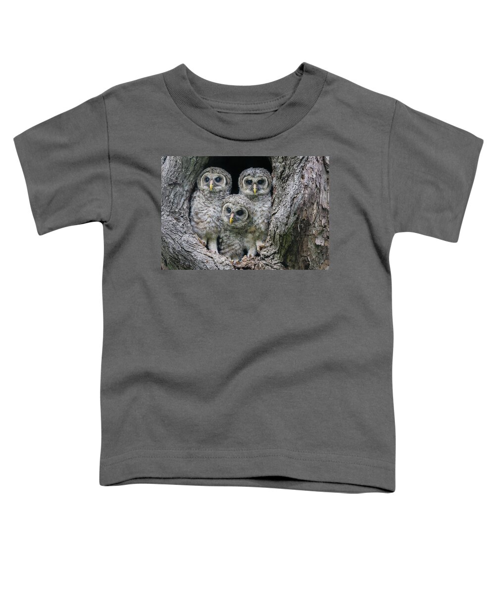 Baby Barred Owls Toddler T-Shirt featuring the photograph Look I just made you Smile by Puttaswamy Ravishankar