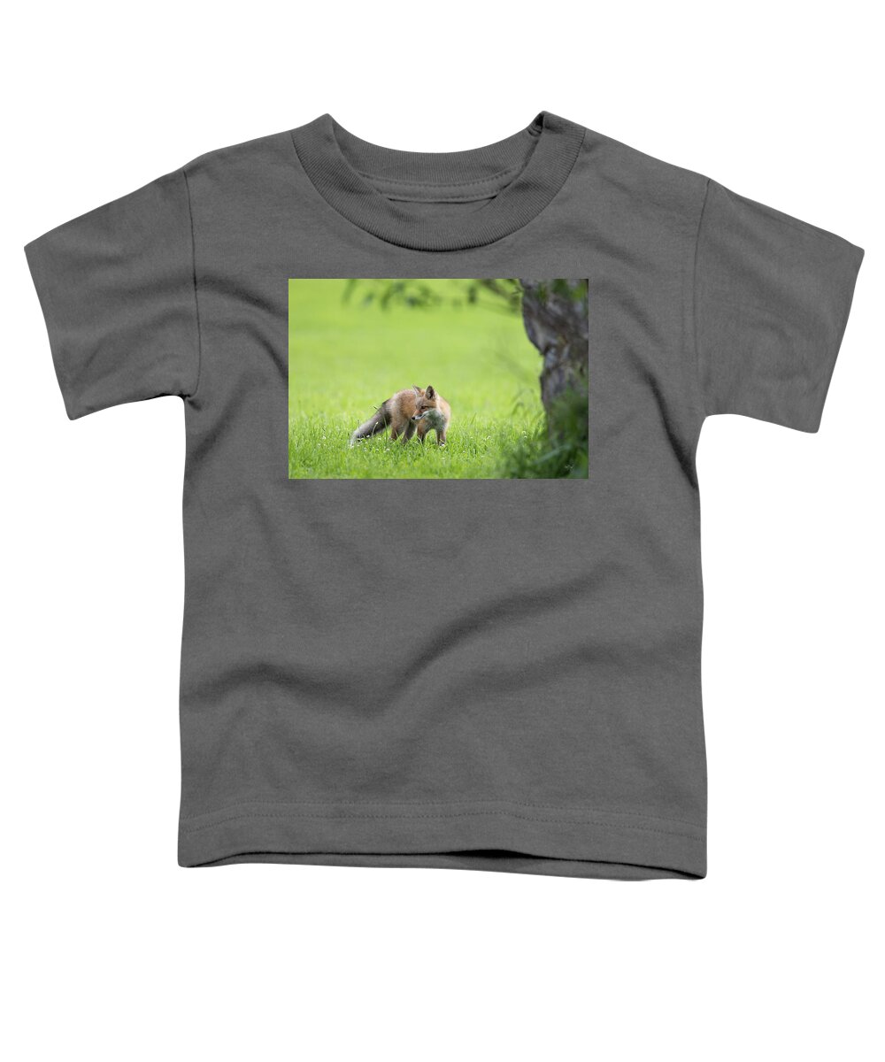 Red Fox Toddler T-Shirt featuring the photograph A Summer Morning by Everet Regal